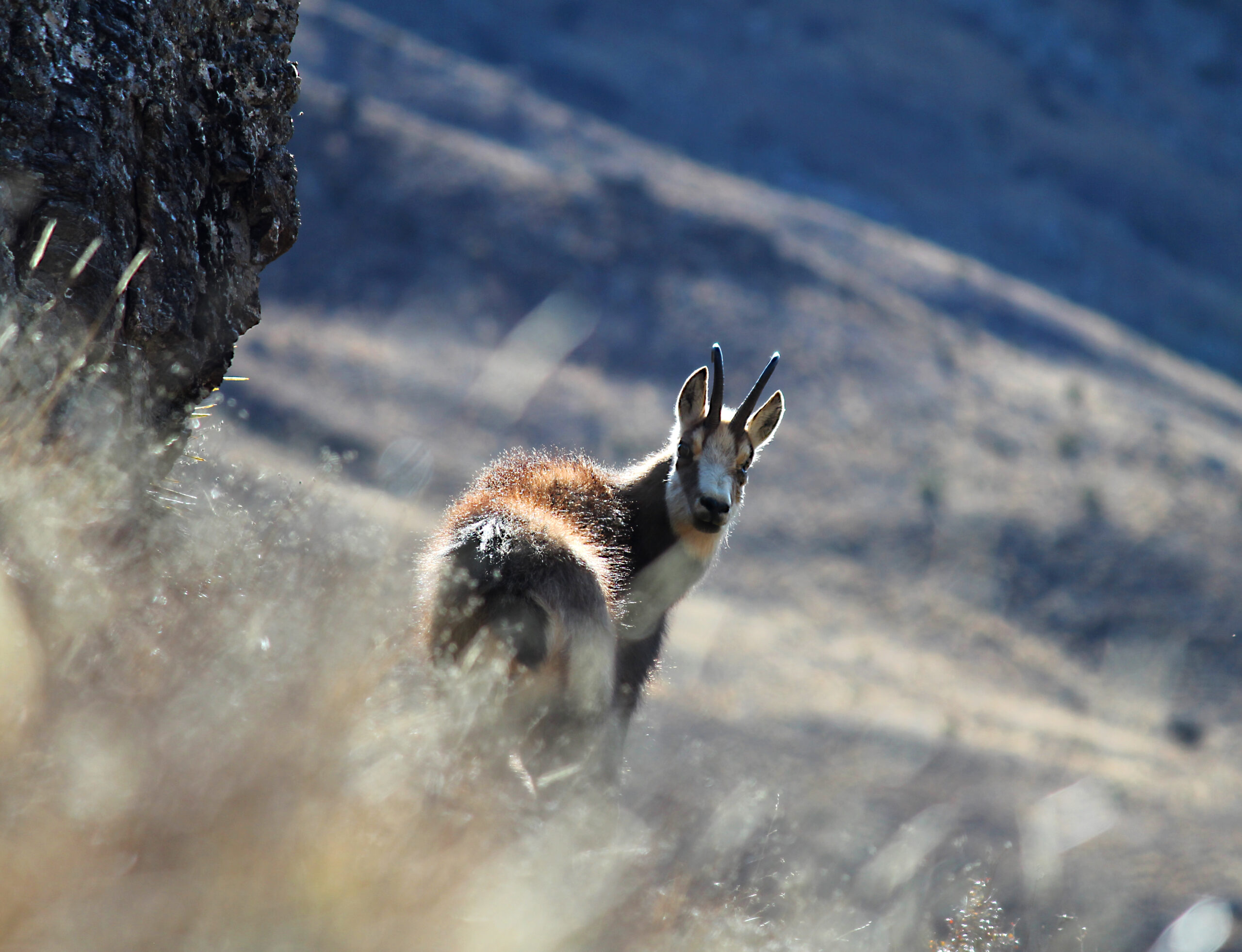 Chamois