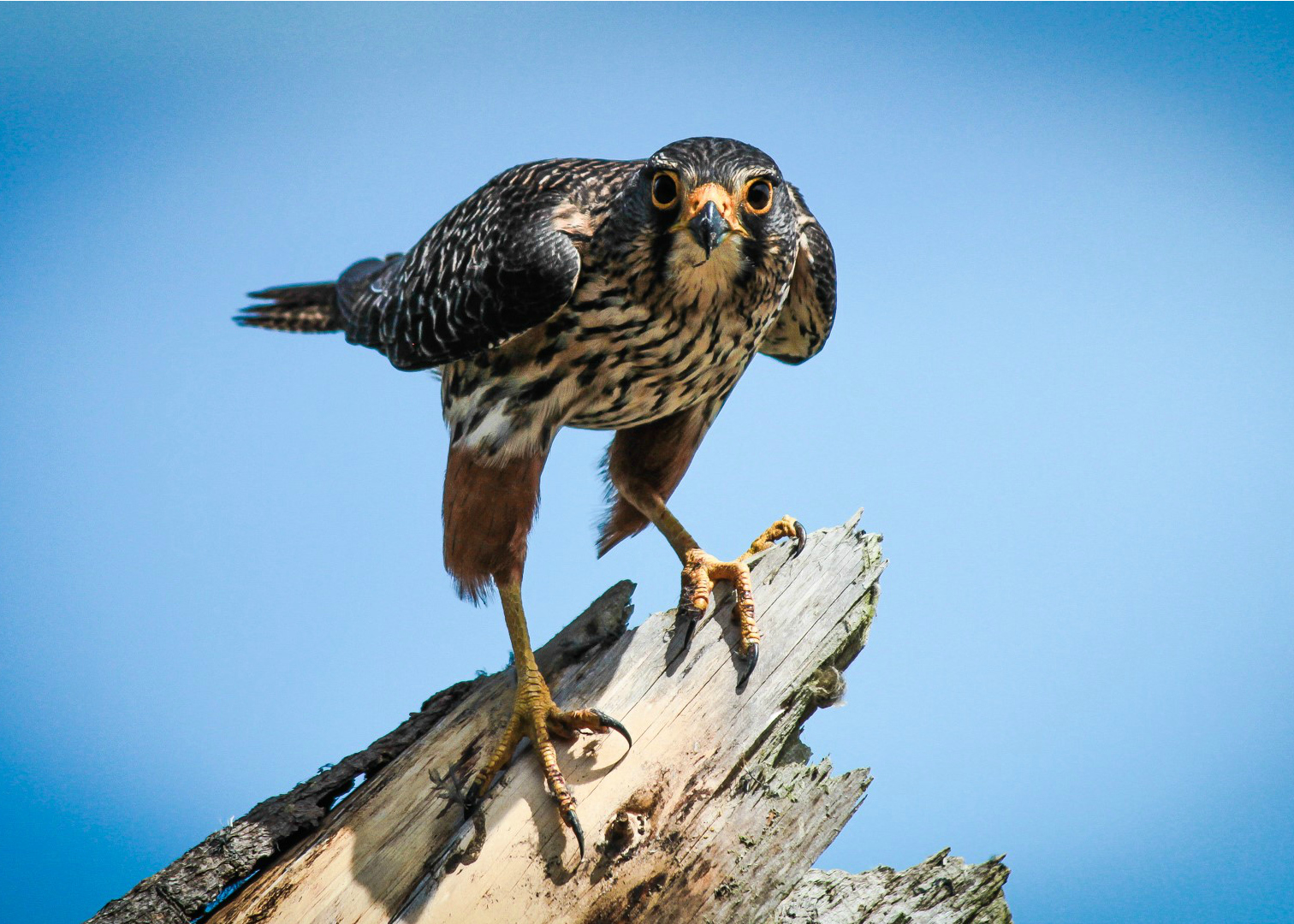 Falcon