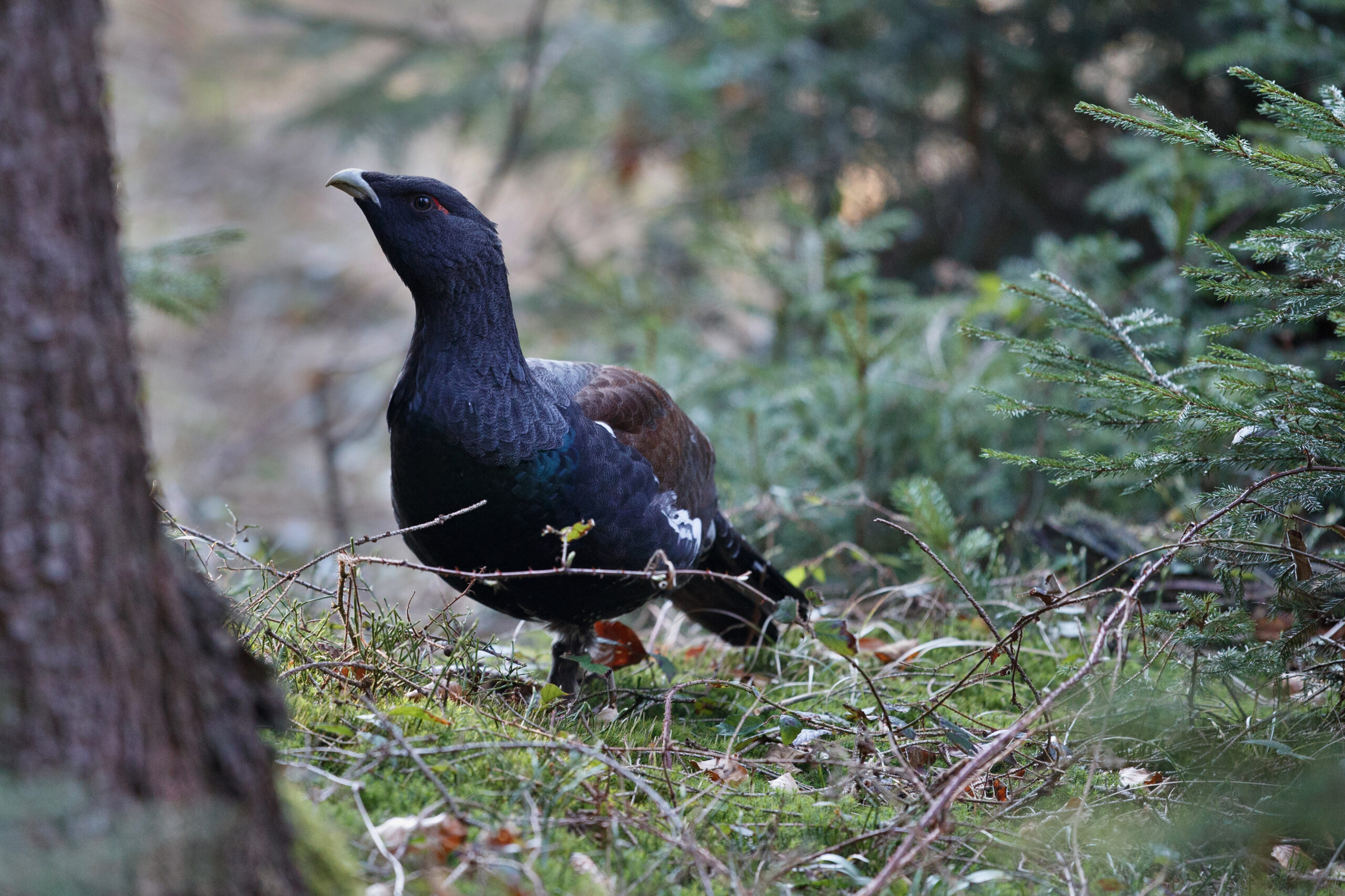 very-rare-wild-capercaillie-nature-habitat