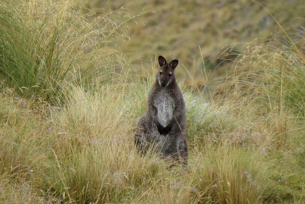 Wallaby